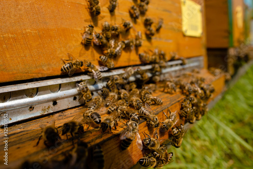 Group of bees © Jovan