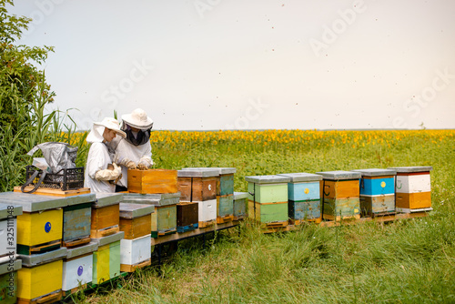 Beekeepers working beside sunflowers field
