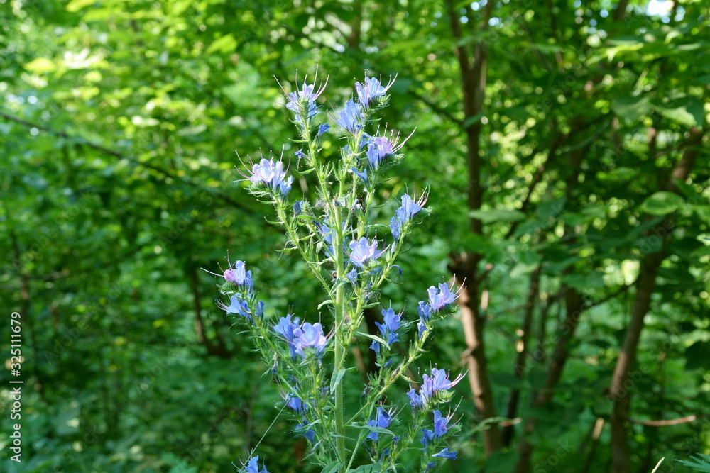 Obraz premium Meadow plant with blue flowers