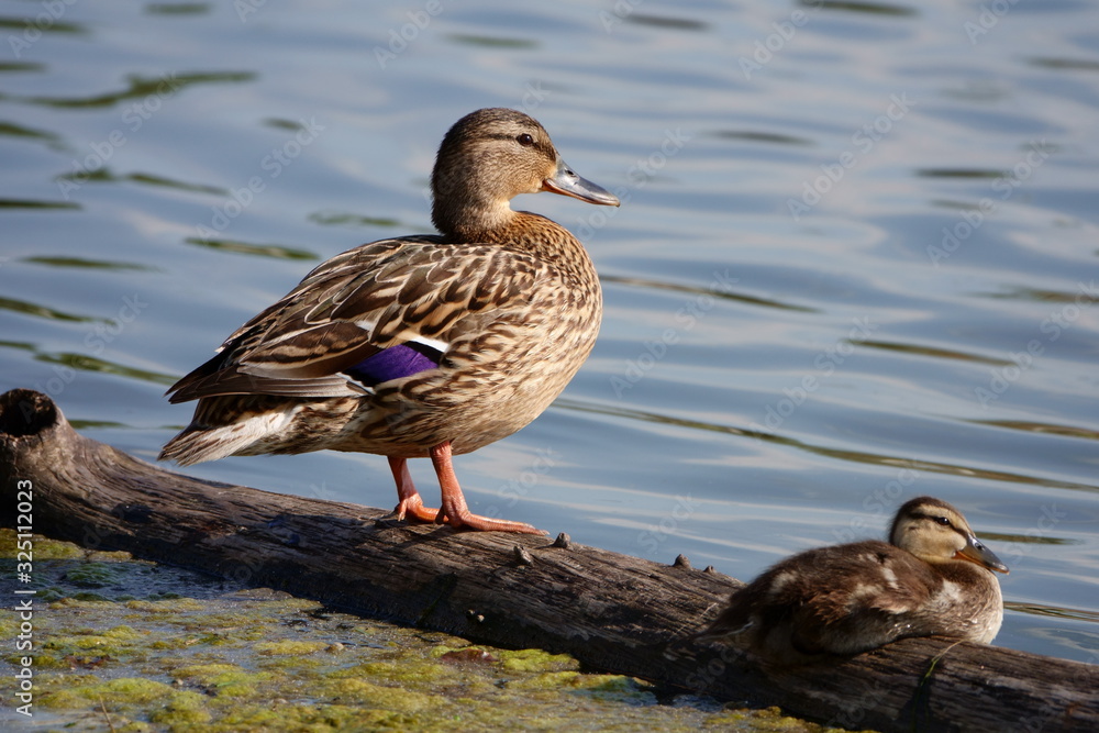 Duck basks in the sun on a summer day Duck basks in the sun on a summer day
