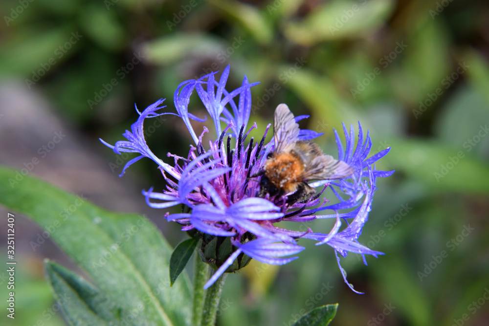 Bumblebee Hovering Over a Purple Flower Blossum - Macro Shot Bumblebee Hovering Over a Purple Flower Blossum - Macro Shot