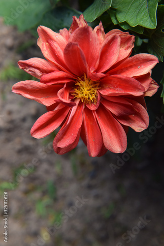 Wilting Red Flower on a Bush in the Garden