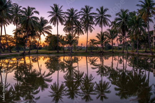 Summer sunset, The reflection of the water of the coconut trees during sunset time.