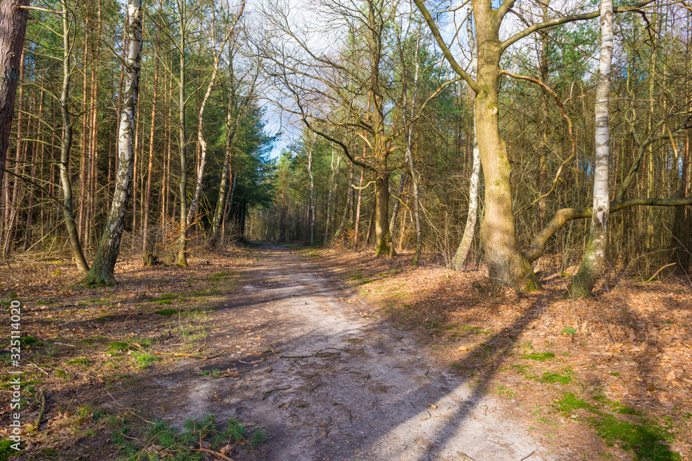 Fototapeta premium Path in a forest with pines and deciduous trees in sunlight in winter