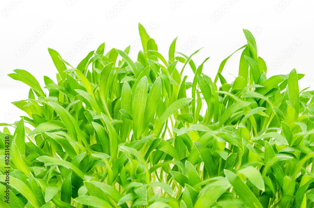 Brown millet microgreen, closeup, macro food photo. Shoots of Panicum miliaceum, also called proso millet. Sprouts, green seedlings, young plants and cotyledons on white background. Brown millet microgreen, closeup, macro food photo. Shoots of Panicum miliaceum, also called proso millet. Sprouts, green seedlings, young plants and cotyledons on white background.