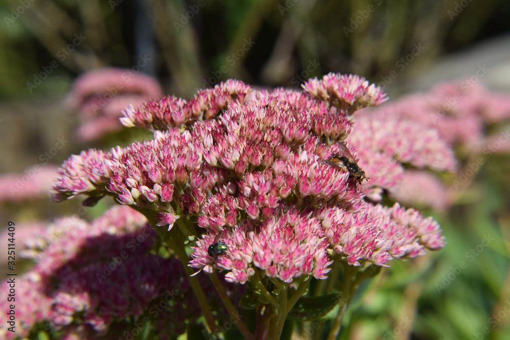 Obraz premium Pink Colored Shubbery Flower Blooming in a Garden