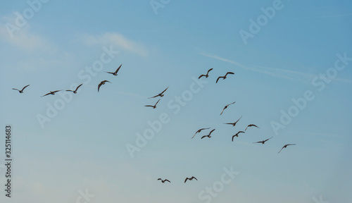 Flock of geese flying in formation in winter in a natural park © Naj