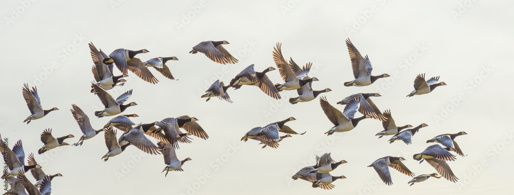Flock of geese flying in formation in winter in a natural park - obrazy, fototapety, plakaty 