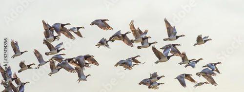 Flock of geese flying in formation in winter in a natural park