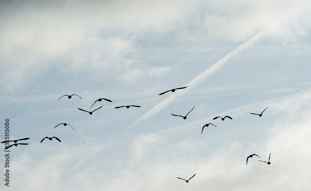 Flock of geese flying in formation in winter in a natural park