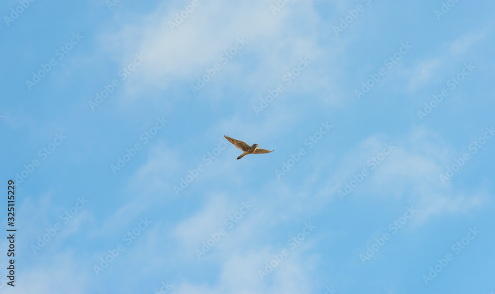 Buzzard hunting in a natural park in winter Buzzard hunting in a natural park in winter