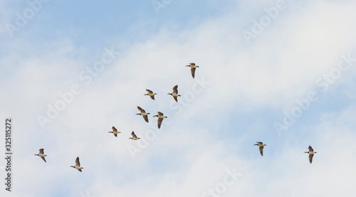 Flock of geese flying in formation in winter in a natural park © Naj