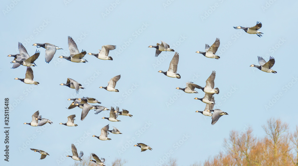 Flock of geese flying in formation in winter in a natural park