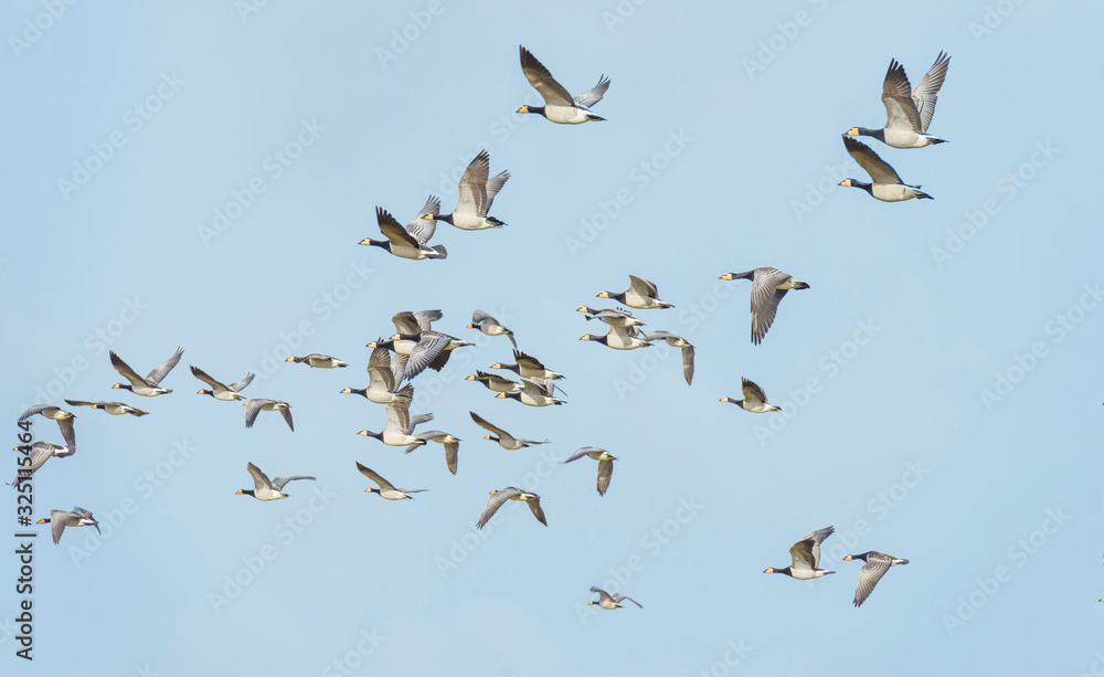 Naklejka Flock of geese flying in formation in winter in a natural park