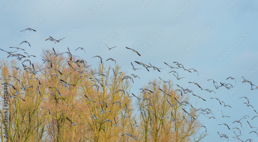 Obraz premium Flock of geese flying in formation in winter in a natural park
