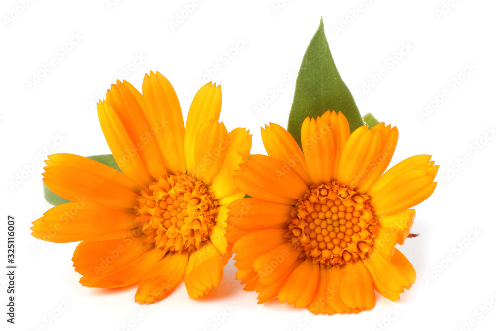 Calendula isolated on white Calendula isolated on white
