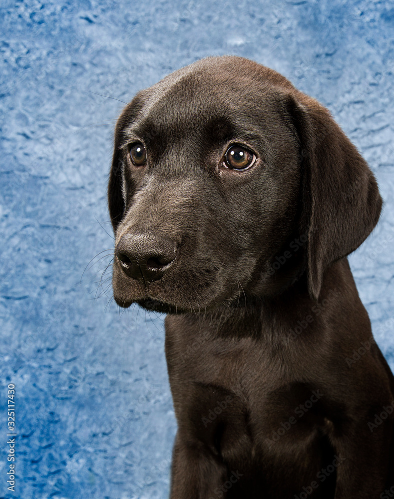 Cute and funny dog photo portrait