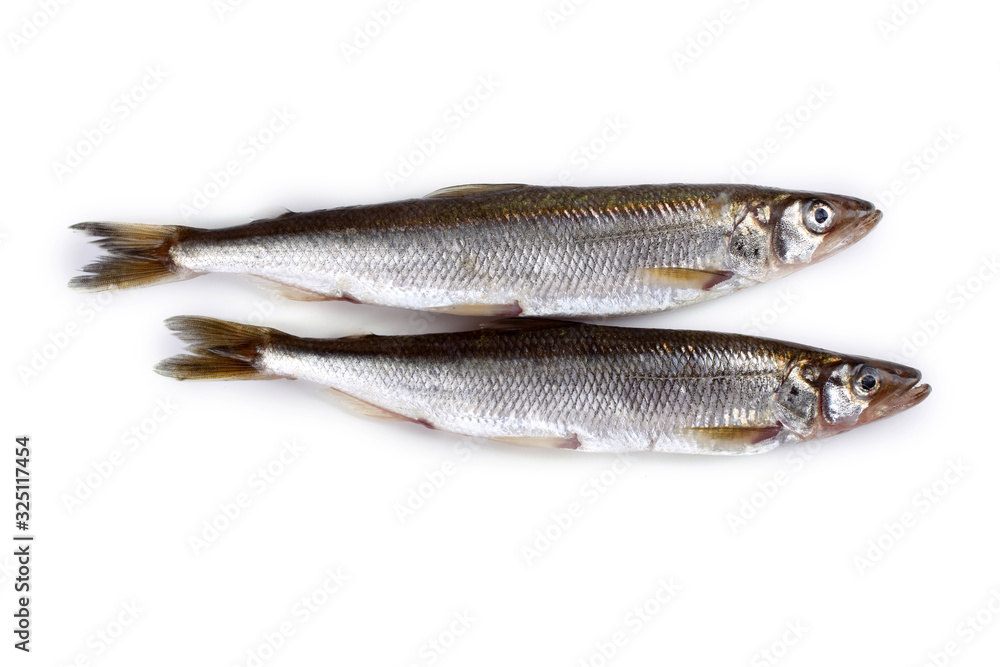 Smelt fish isolated on white. (Big Pacific smelt - Osmerus mordax) Smelt fish isolated on white. (Big Pacific smelt - Osmerus mordax)