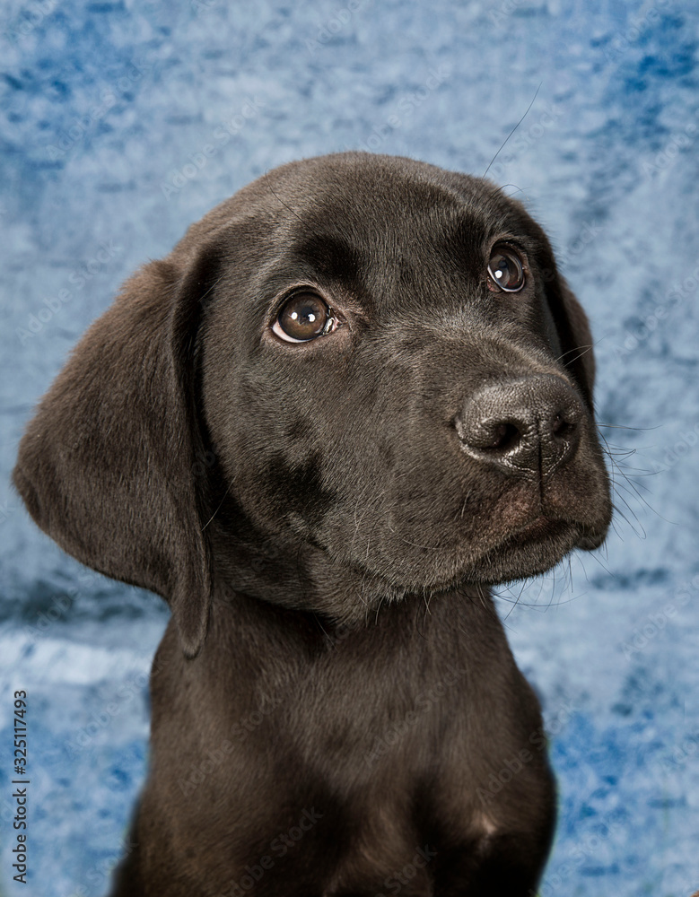 Cute and funny dog photo portrait Cute and funny dog photo portrait