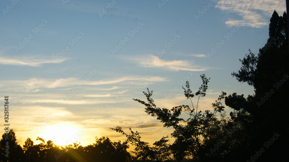 Obraz premium silhouette of a tree at sunset