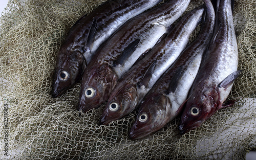 Alaska pollock on net