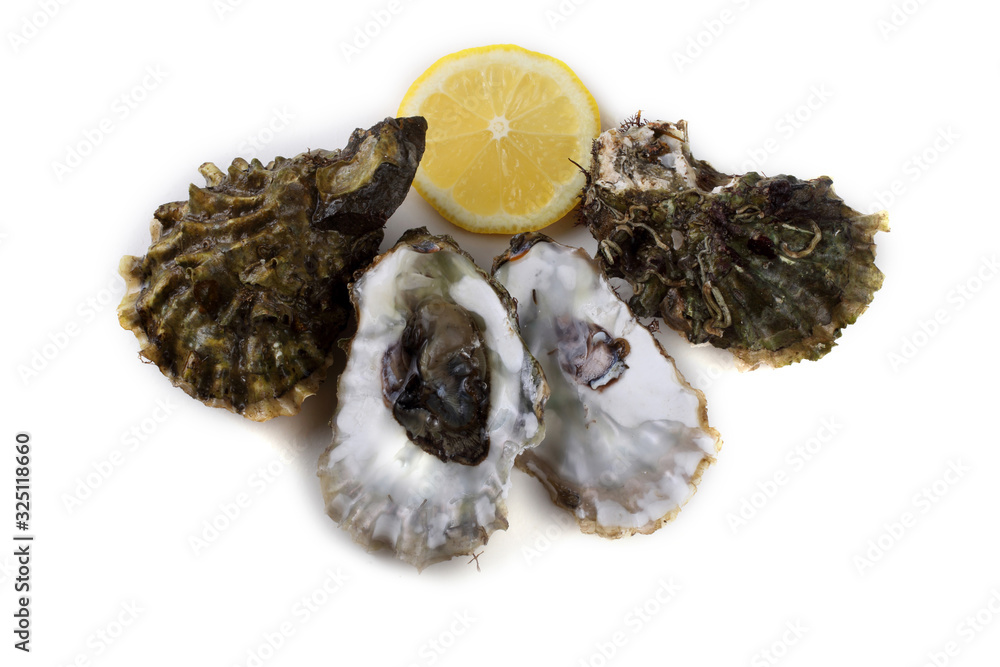 Oysters isolated on white Oysters isolated on white