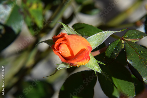 Orange Rose Blossoms with Water Drops on the Petals - Beautiful Garden - Macro Shot © Sanseven