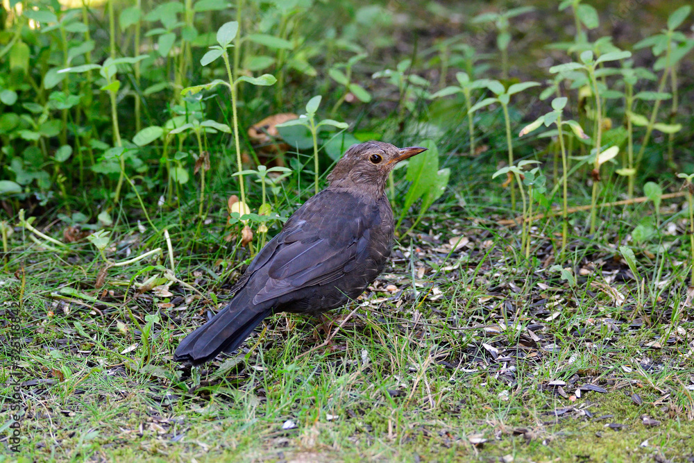Amsel in der Mauser Amsel in der Mauser