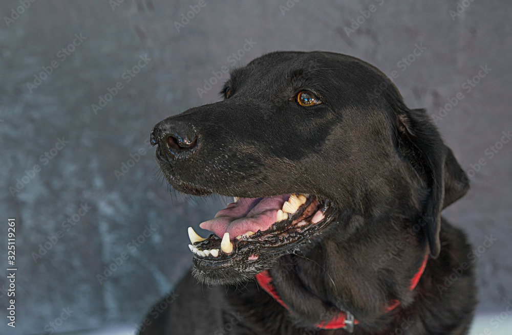 Cute and funny dog photo portrait Cute and funny dog photo portrait