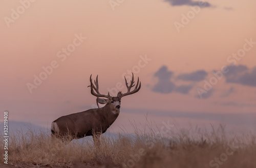 Buck Mule Deer in Autumn in Colorado at Sunrise