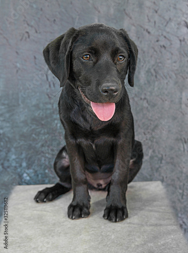 Wallpaper Mural Cute and funny dog photo portrait Torontodigital.ca