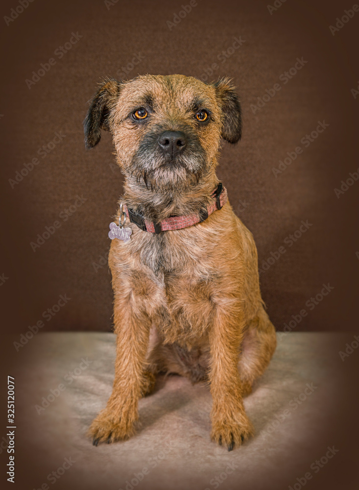 Cute and funny dog photo portrait Cute and funny dog photo portrait
