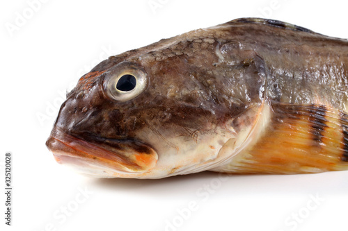 Goby fish isolated on white