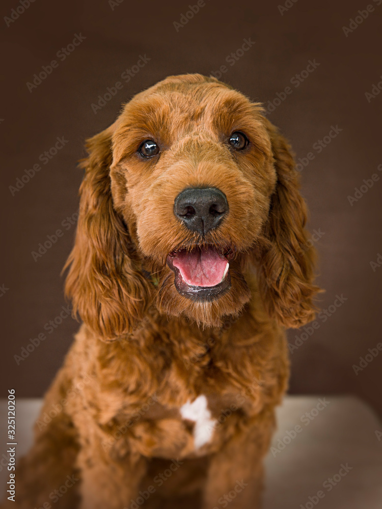 Fototapeta premium Cute and funny dog photo portrait