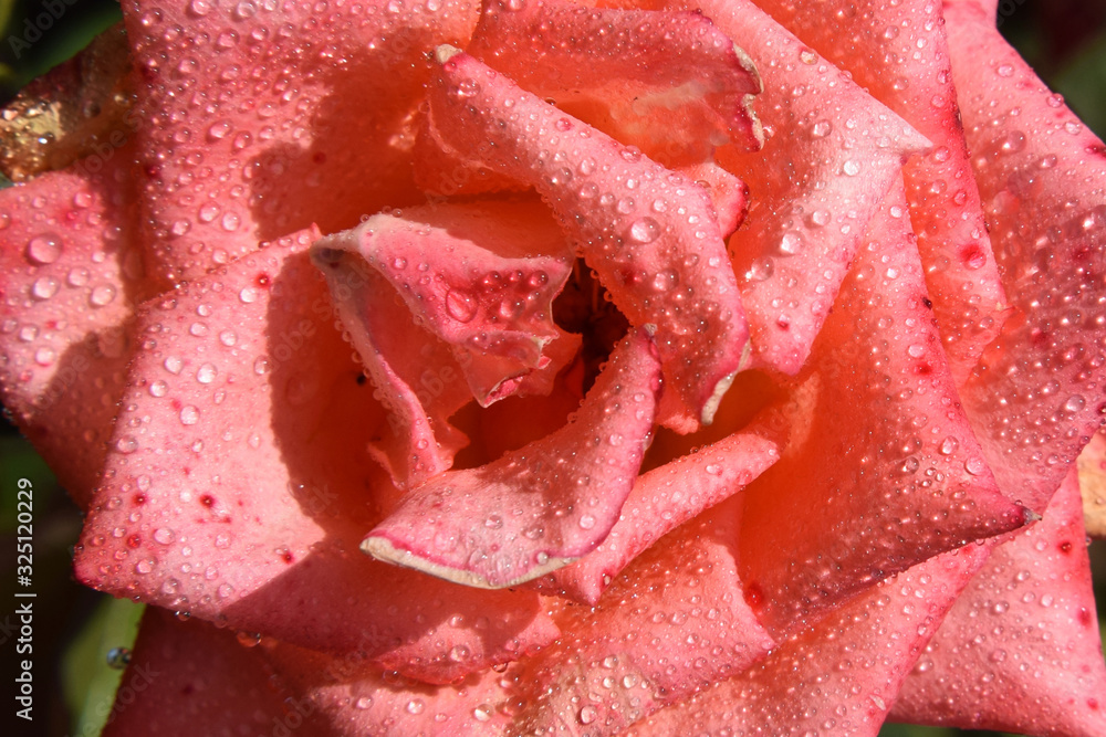 Pink-Colored Rose Blossom with Water Drops on the Petals - Beautiful Garden - Macro Shot Pink-Colored Rose Blossom with Water Drops on the Petals - Beautiful Garden - Macro Shot
