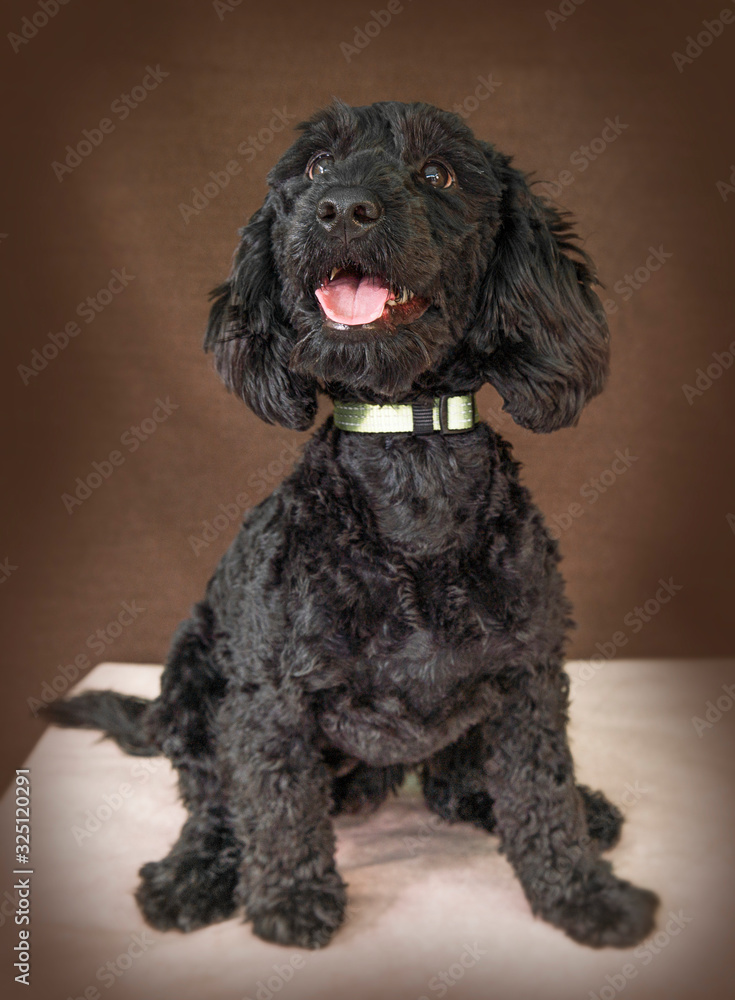Cute and funny dog photo portrait Cute and funny dog photo portrait