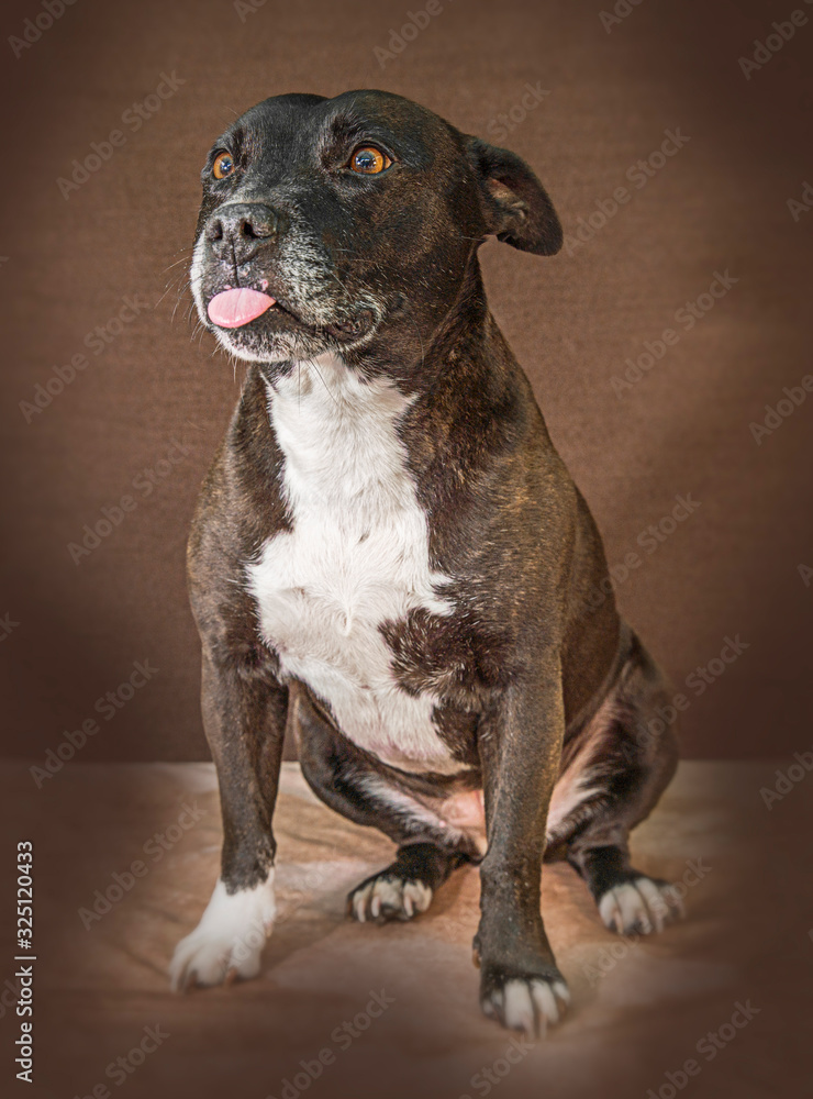 Cute and funny dog photo portrait