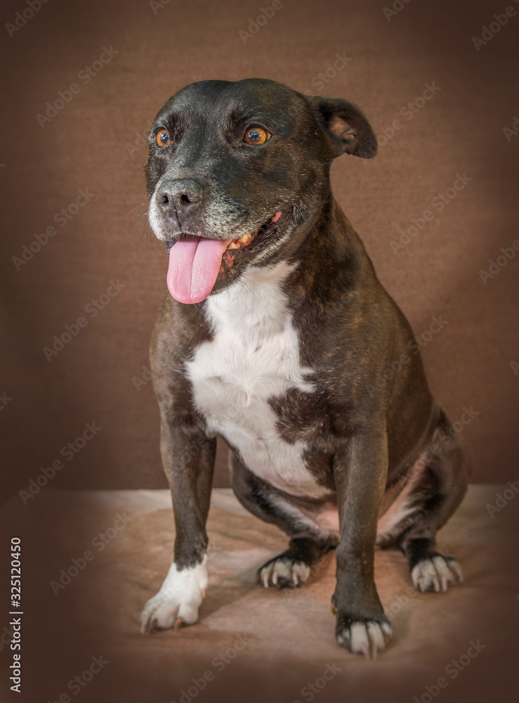 Cute and funny dog photo portrait