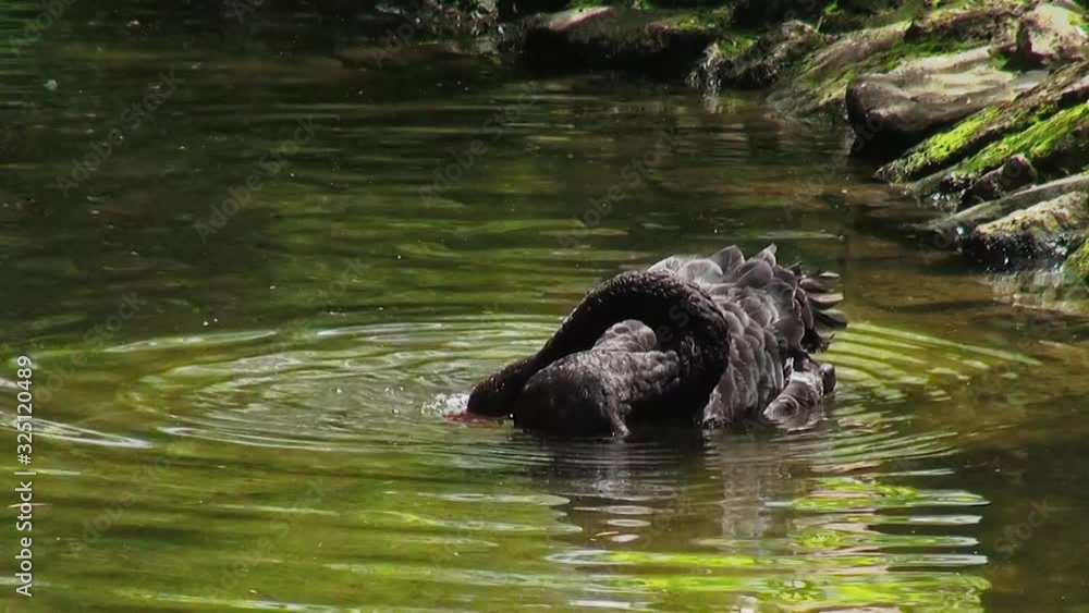black swan bird near the pond. Nature with wild birds . zoo black swan bird near the pond. Nature with wild birds . zoo
