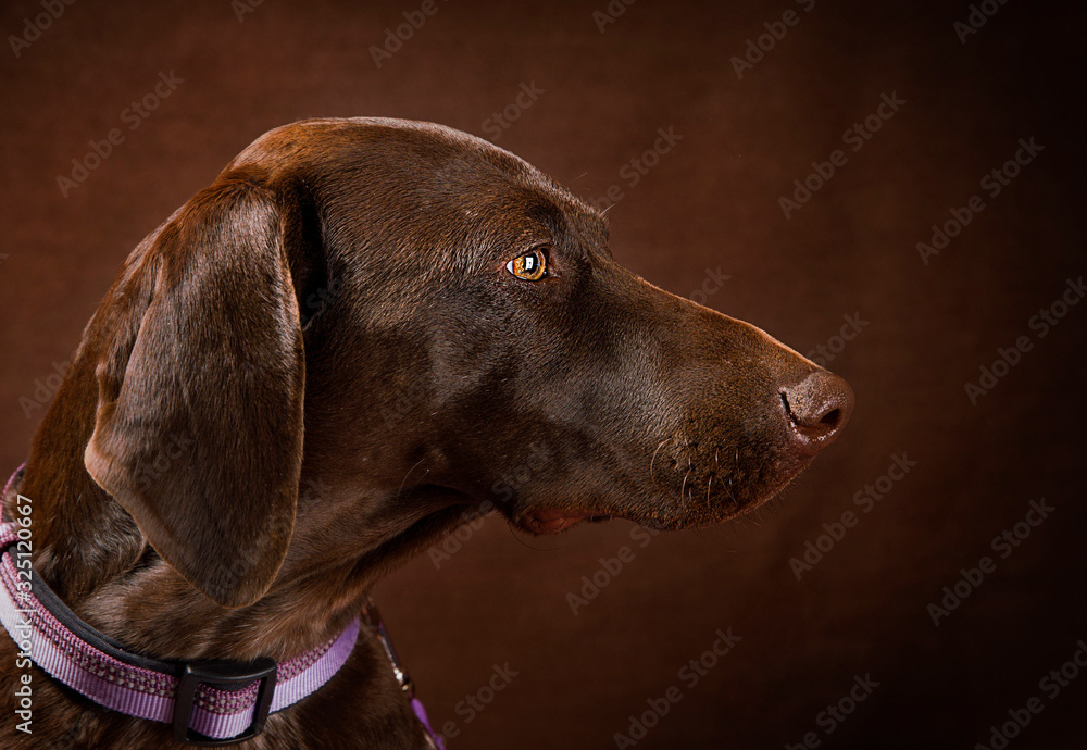 Cute and funny dog photo portrait Cute and funny dog photo portrait