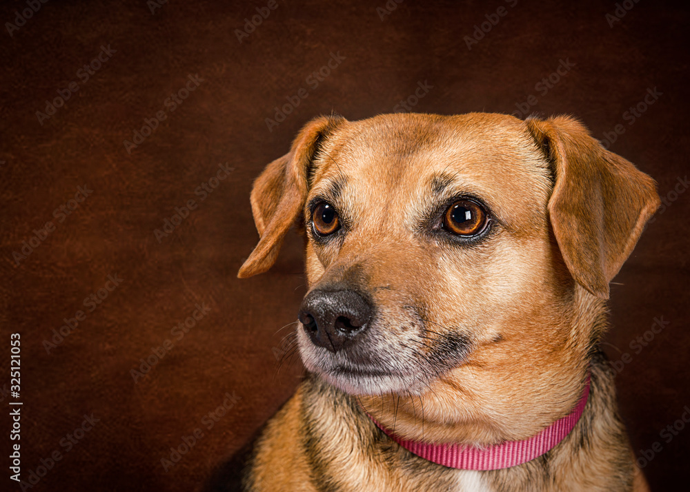 Cute and funny dog photo portrait Cute and funny dog photo portrait