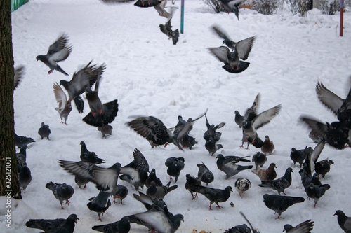 Pigeons are especially in need of food during the difficult winter snowy times