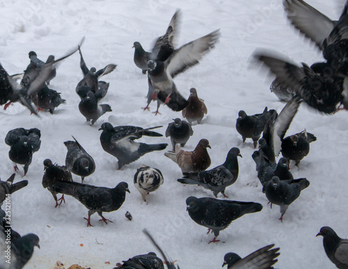 Pigeons are especially in need of food during the difficult winter snowy times