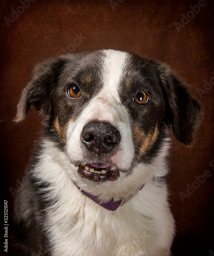 Cute and funny dog photo portrait
