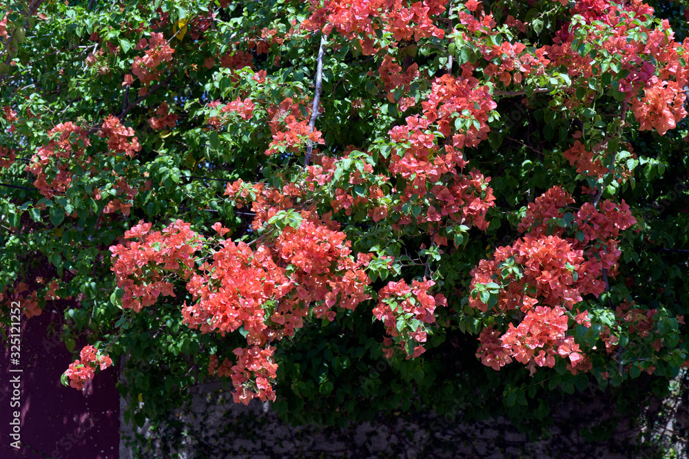 Flowering bougainvillea bush