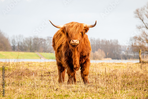 Scottish highlander a beautiful brown wild cow with huge horns in the swampy grass near the rainy river IJssel in the nature reserve near Fortmond, the Netherlands photo