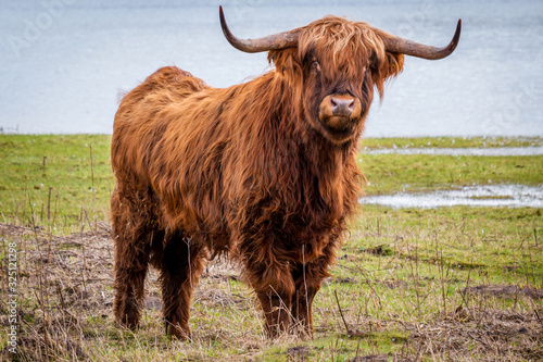 Scottish highlander a beautiful brown wild cow with huge horns in the swampy grass near the rainy river IJssel in the nature reserve near Fortmond, the Netherlands