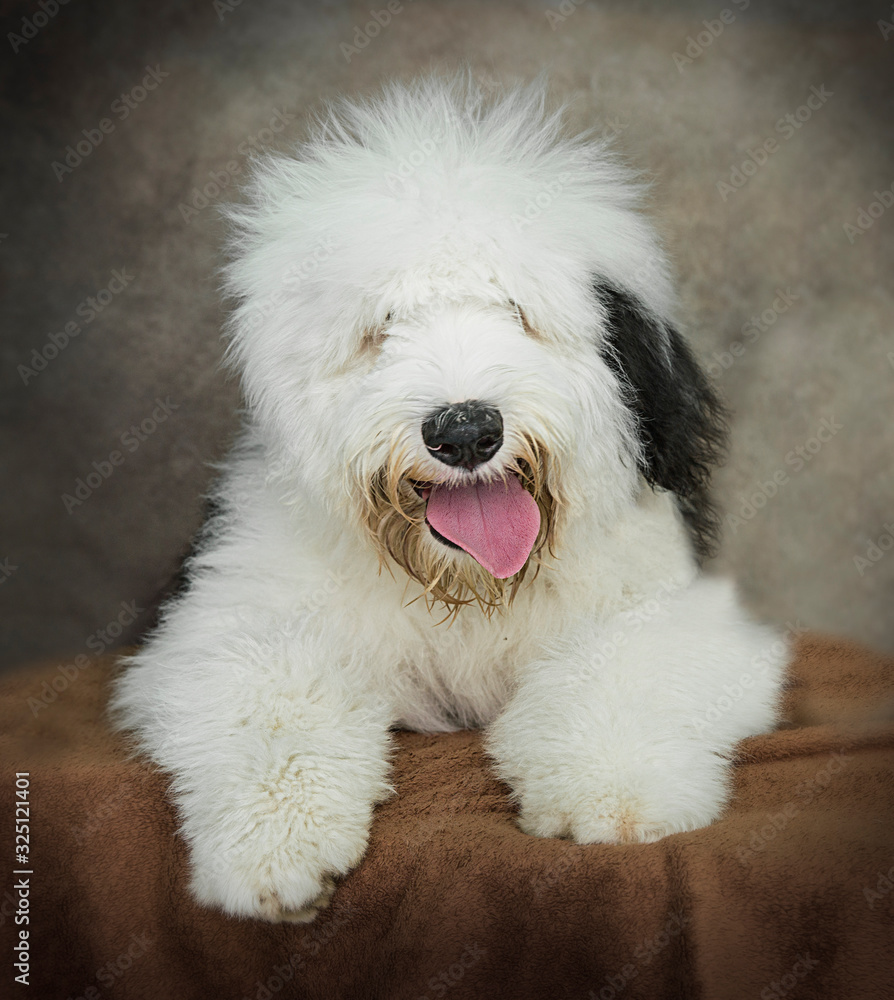 Cute and funny dog photo portrait Cute and funny dog photo portrait