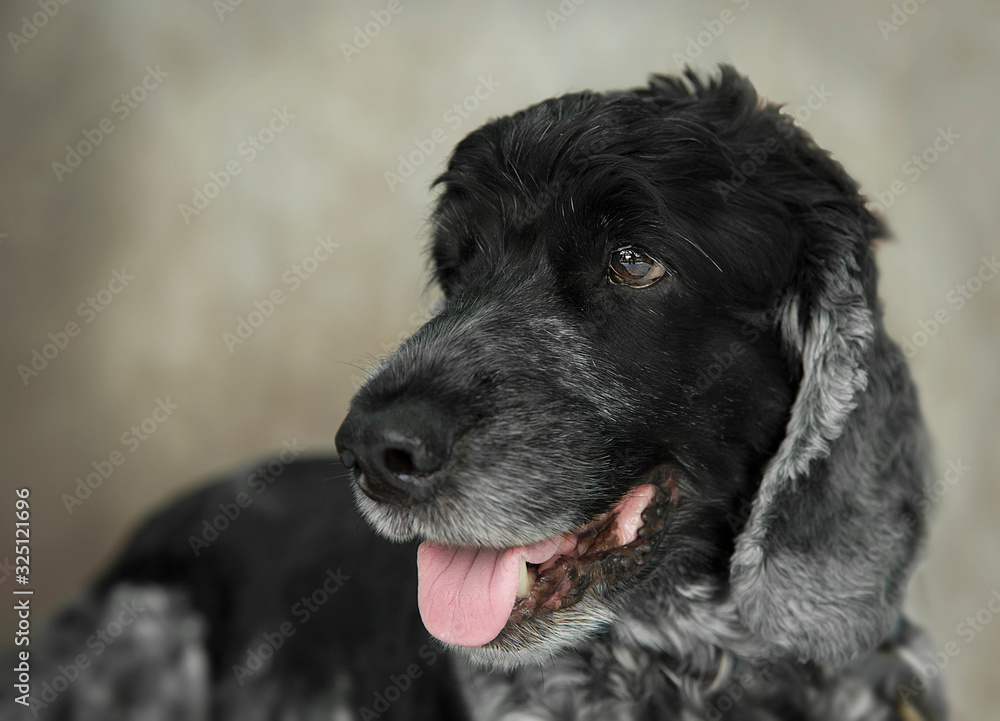 Cute and funny dog photo portrait Cute and funny dog photo portrait