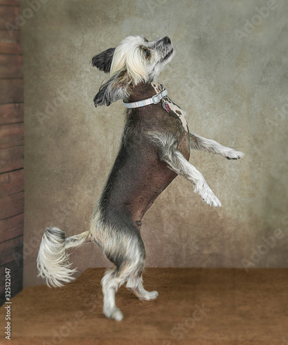 Photography Cute and funny dog photo portrait